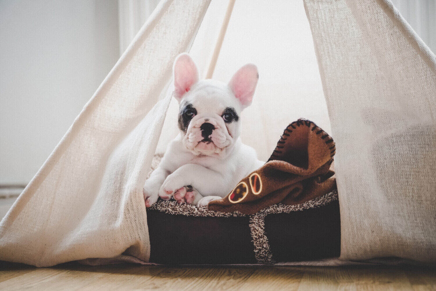 The Dirty Truth About Your Pet's Bed