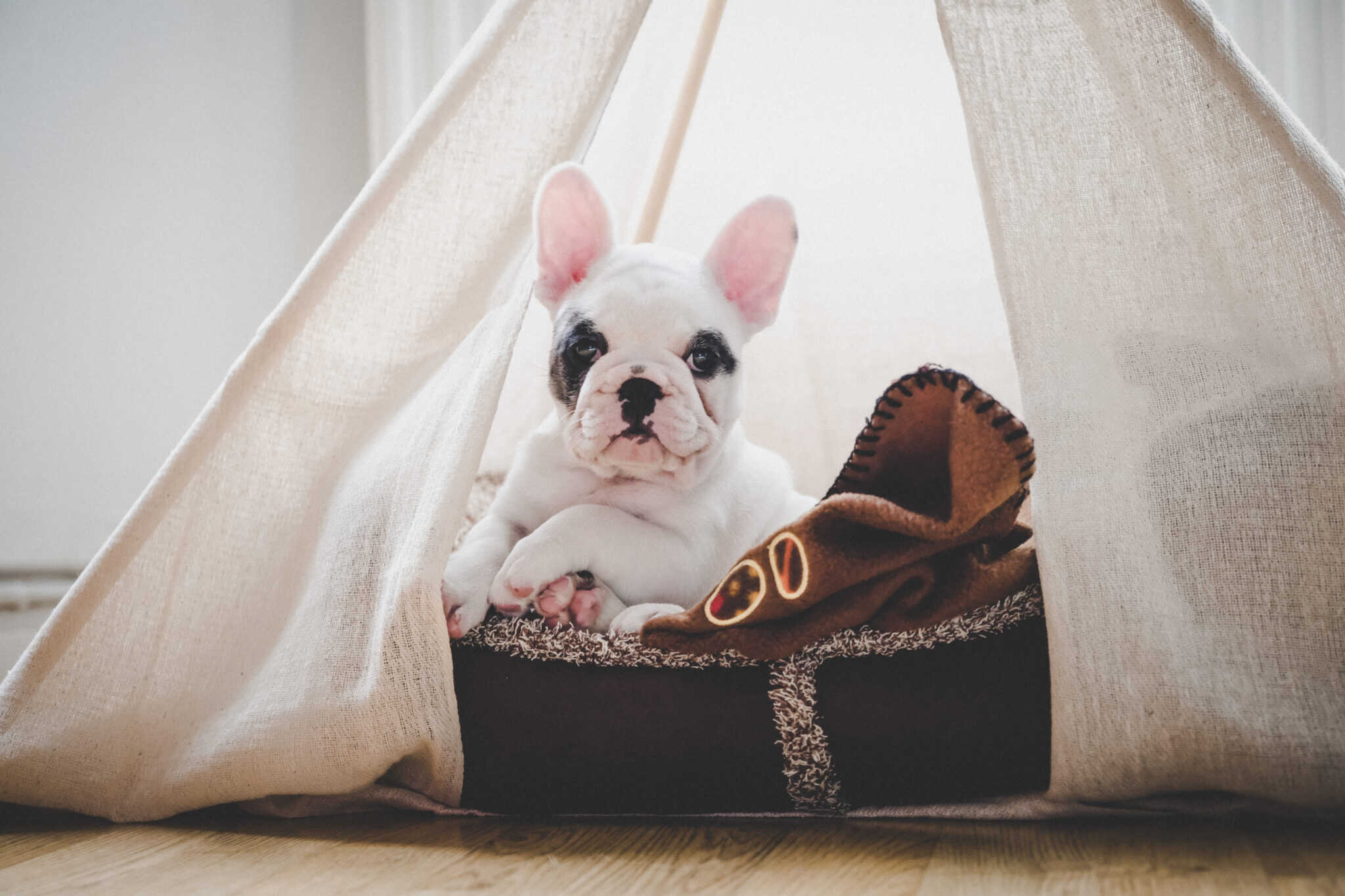 The Dirty Truth About Your Pet’s Bed