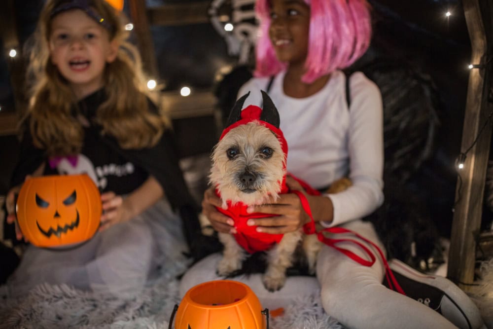 Halloween Pet Safety Tips