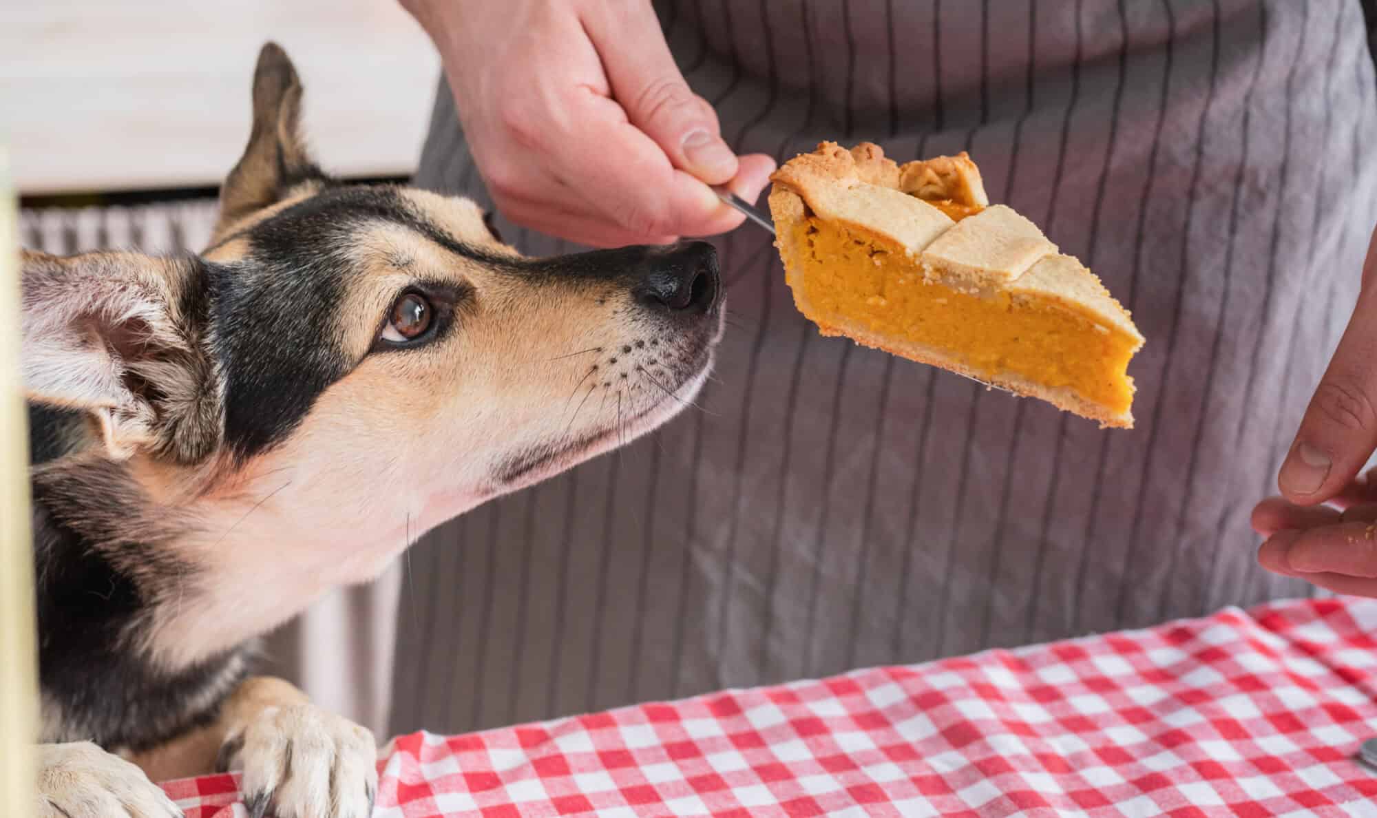 Thanksgiving Pet Safety Tips