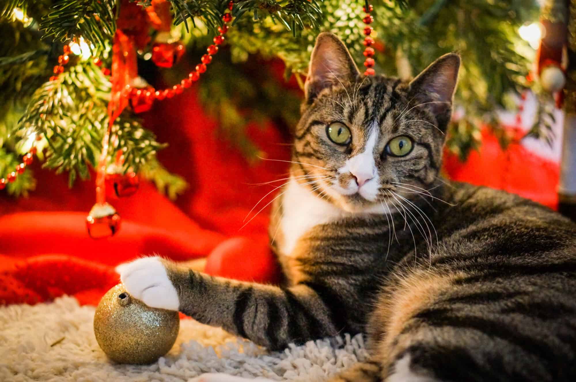 Holiday Safety Tips for Pet Owners