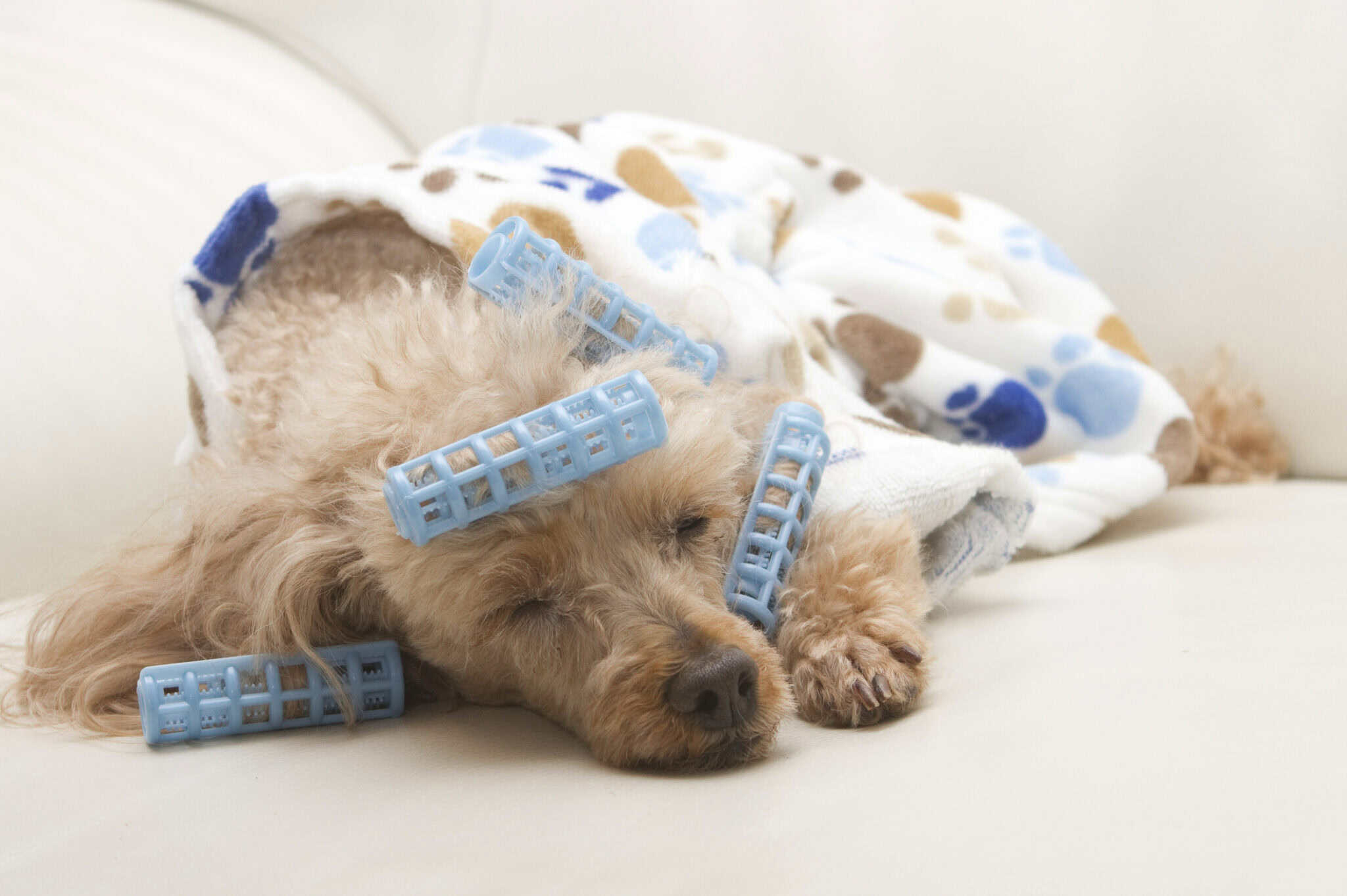 Ins and Outs of a Sedated Grooming