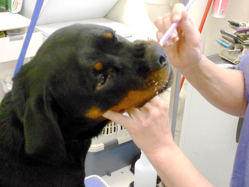 Puppy getting their teeth cleaned Puppy getting their teeth cleaned