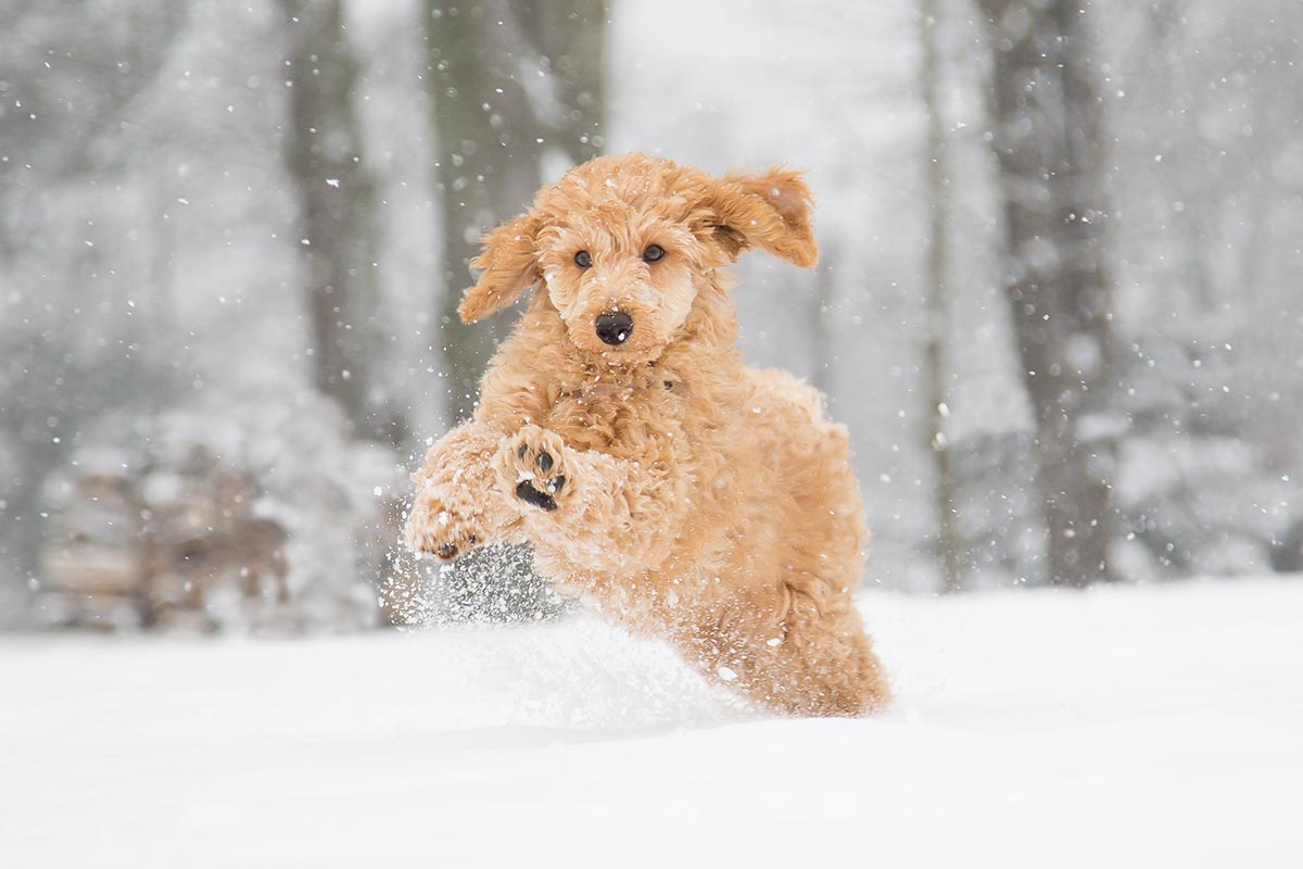 Dog running in the snow Dog running in the snow