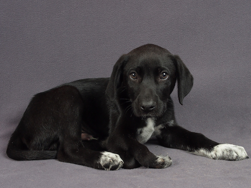 Puppy with deformed limp leg Puppy with deformed limp leg
