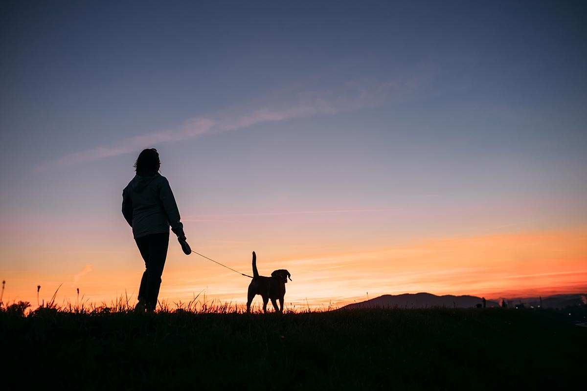 Silhouette of dog and human