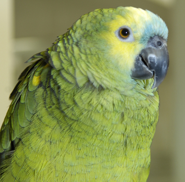 Photo of green parakeet Photo of green parakeet