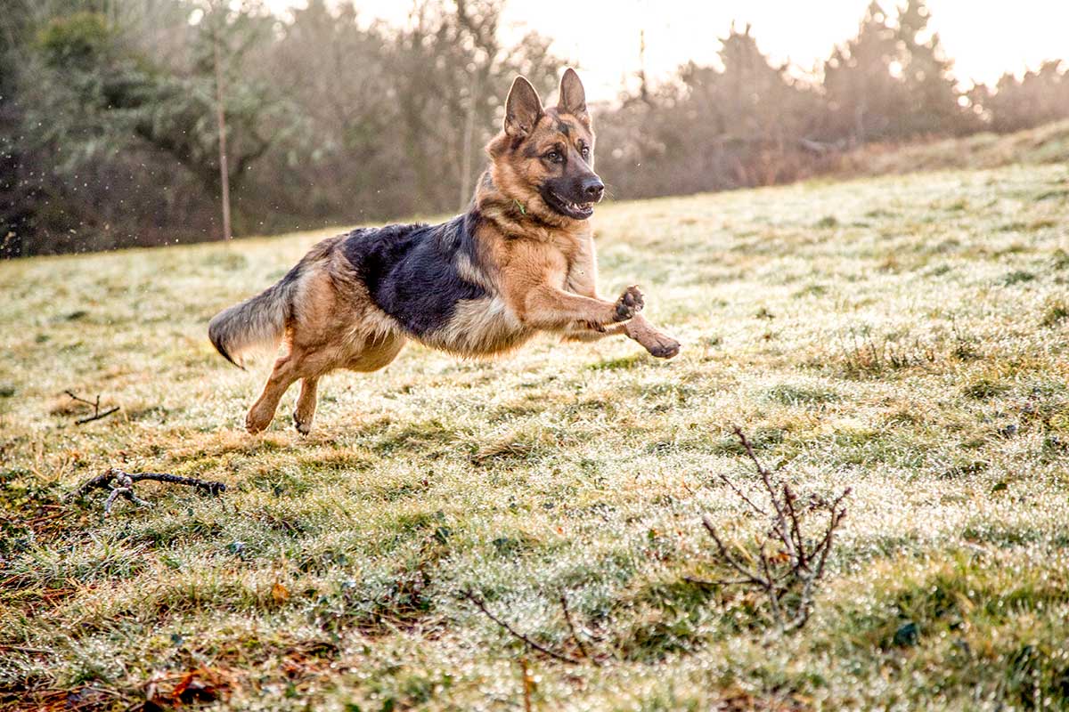 Dog running in a field Dog running in a field