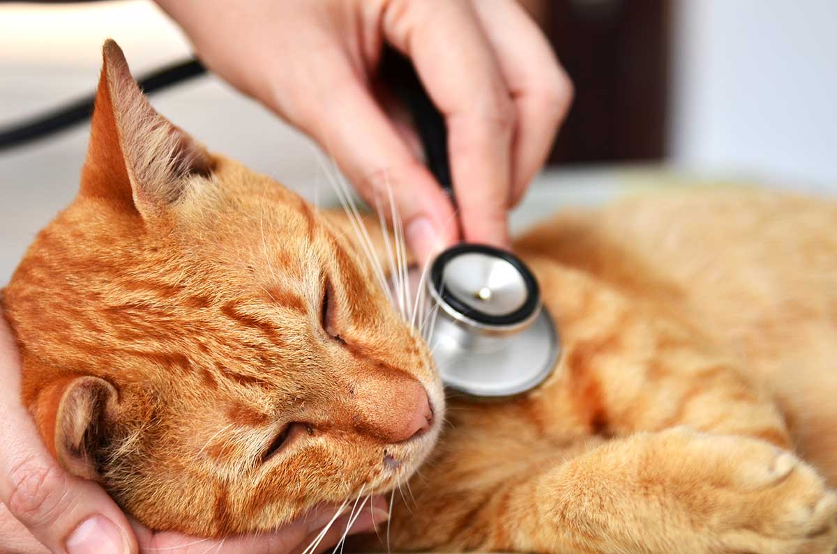 Cat being examined by vet tech Cat being examined by vet tech