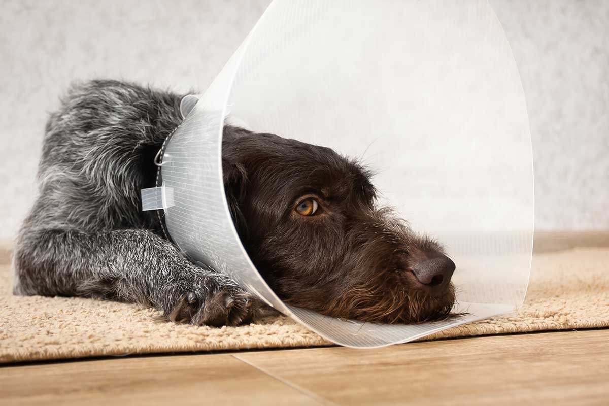 Dog wearing surgical cone Dog wearing surgical cone