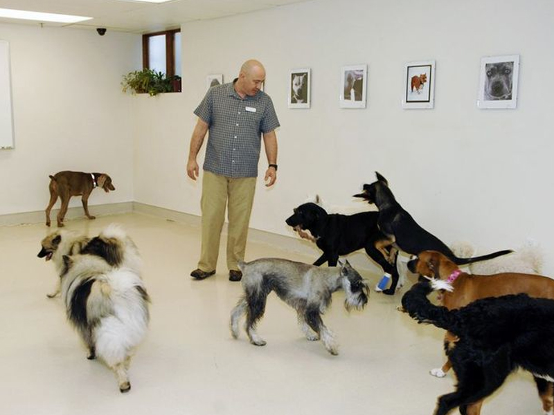 Trainer, training a group of dogs