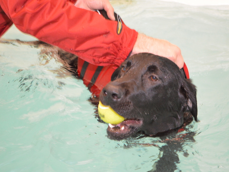Dog being trained