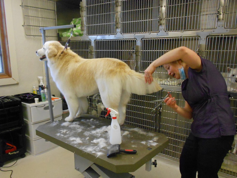 canine salon