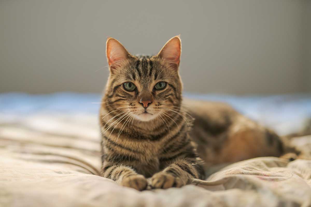 Cat laying on a bed Cat laying on a bed