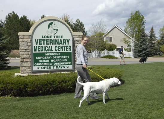 Staff walking dog