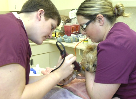 Staff members prepping animal with clippers