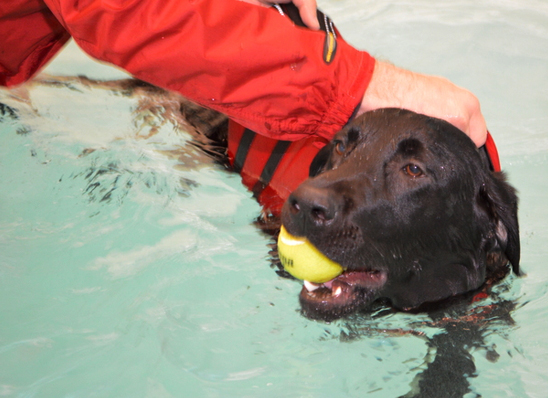 Dog swimming in rehabilitation pool